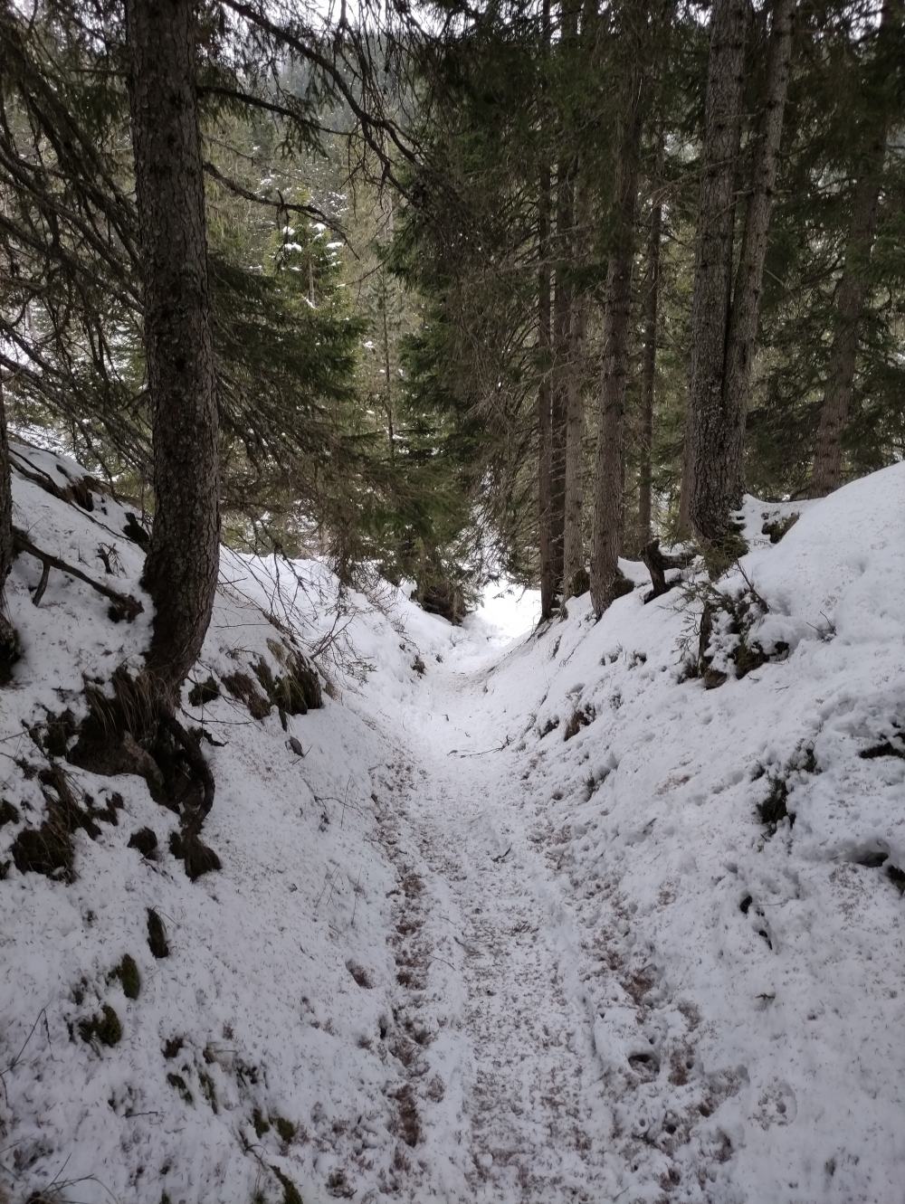 Wanderung Gampen Alm: Hohlweg