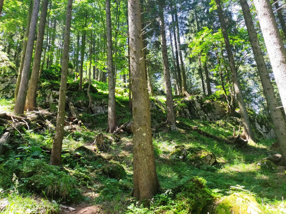 Wanderung Gederer Wand: Uhrwald-Feeling unterhalb des Zwölfertums