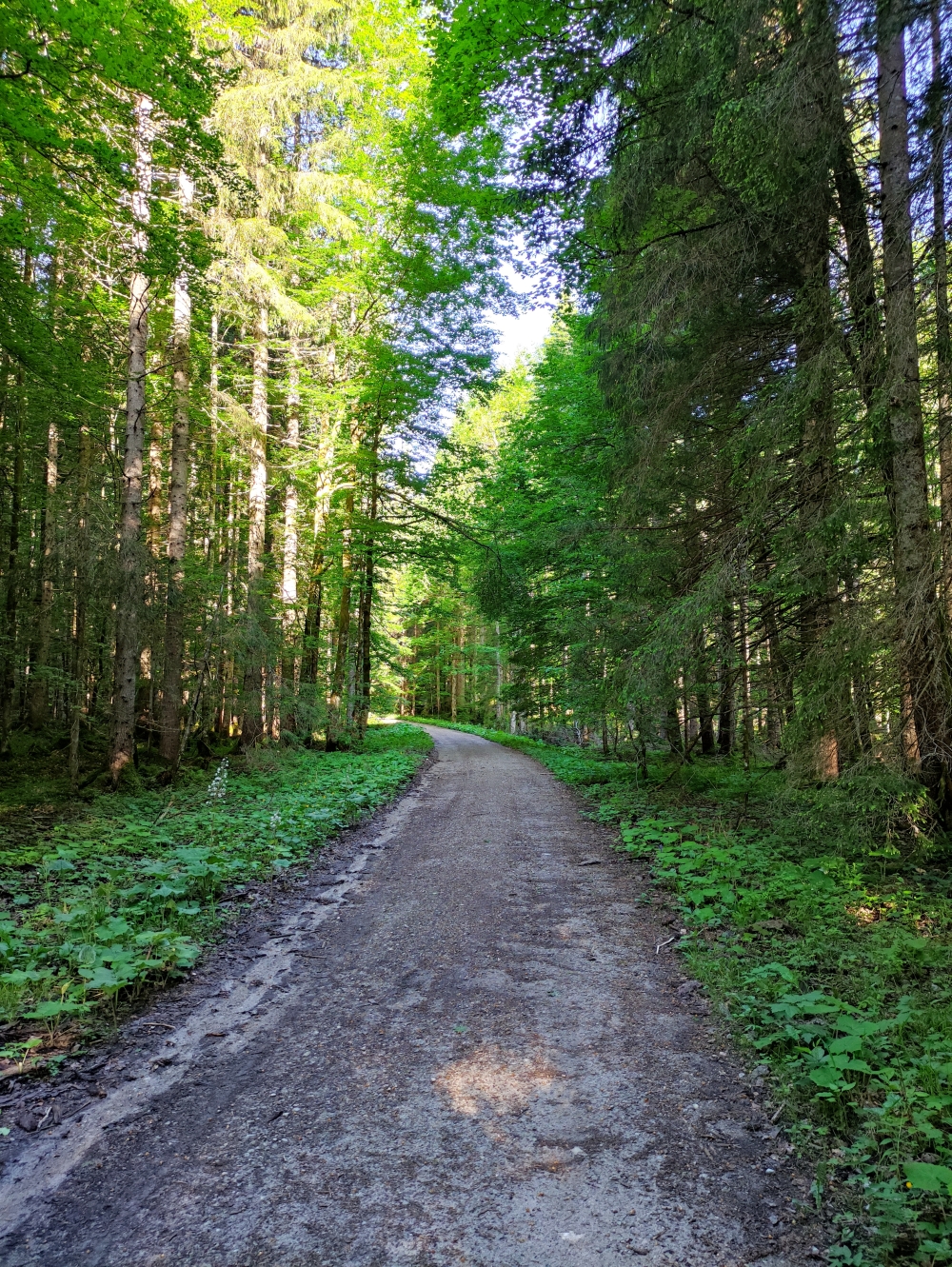 Wanderung Große Klammspitz: Forststraße statt Teerstraße