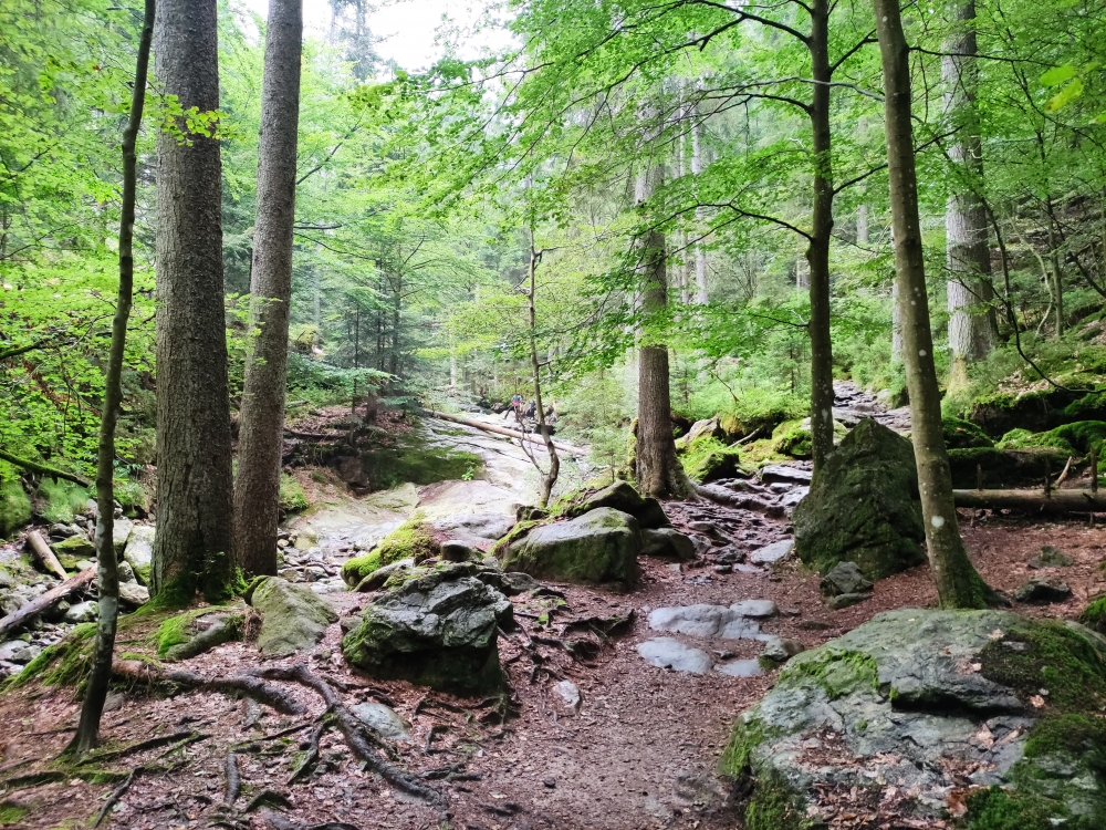 Wanderung Großer Arber: Am Riesbach entlang