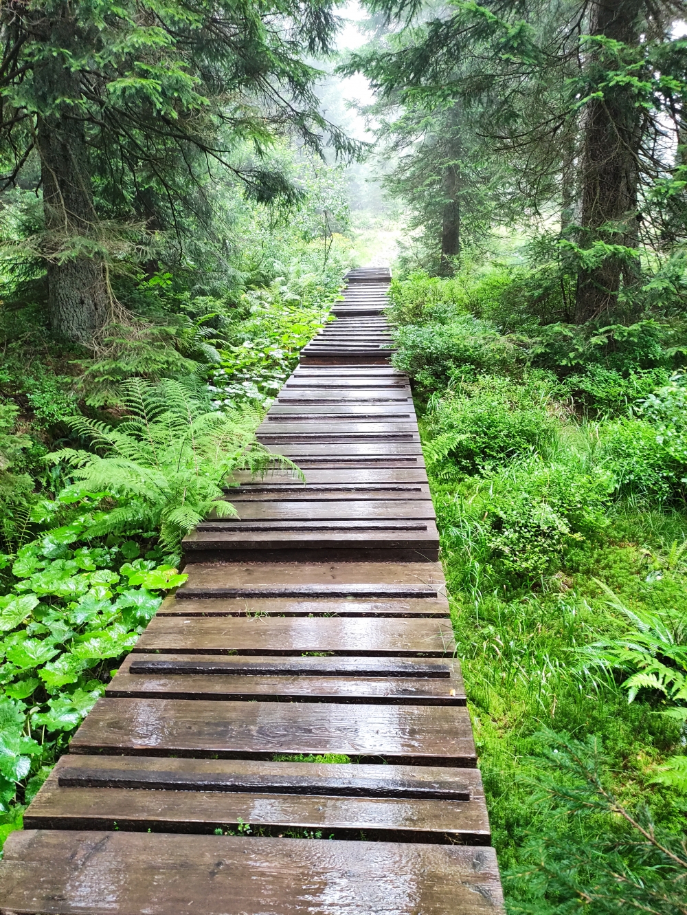 Wanderung Großer Arber: Aufstieg