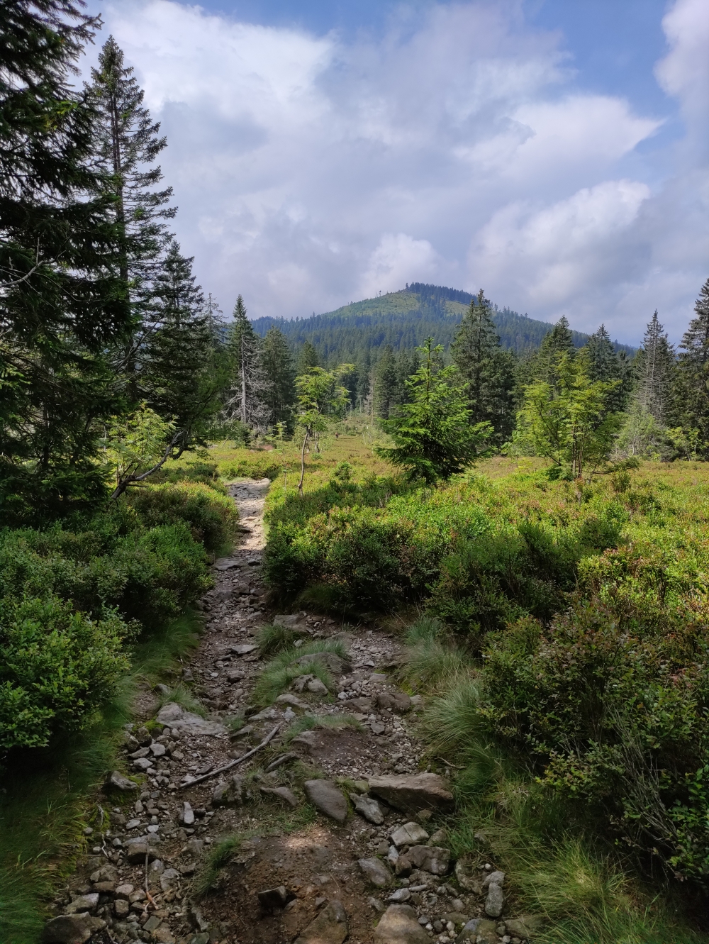 Wanderung Großer Arber: Durch die Blaubeeren zum Kleiner Arber