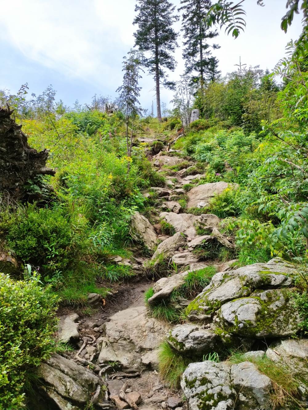 Wanderung Großer Arber: Weg