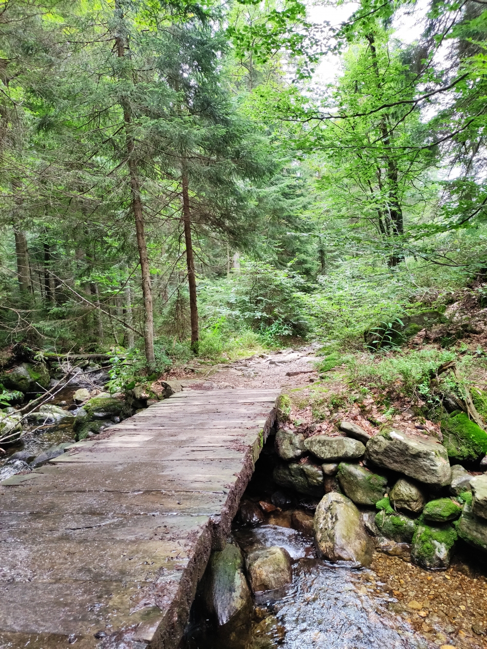 Wanderung Großer Arber: Weg