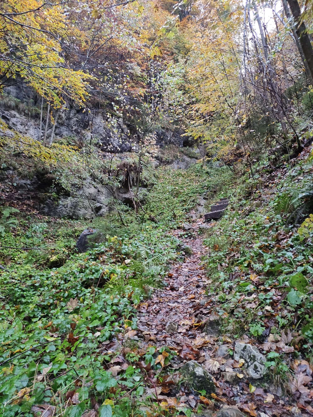 Wanderung Großer Laber: Der Mandlsteig kurz nach dem Ende der Forststraße
