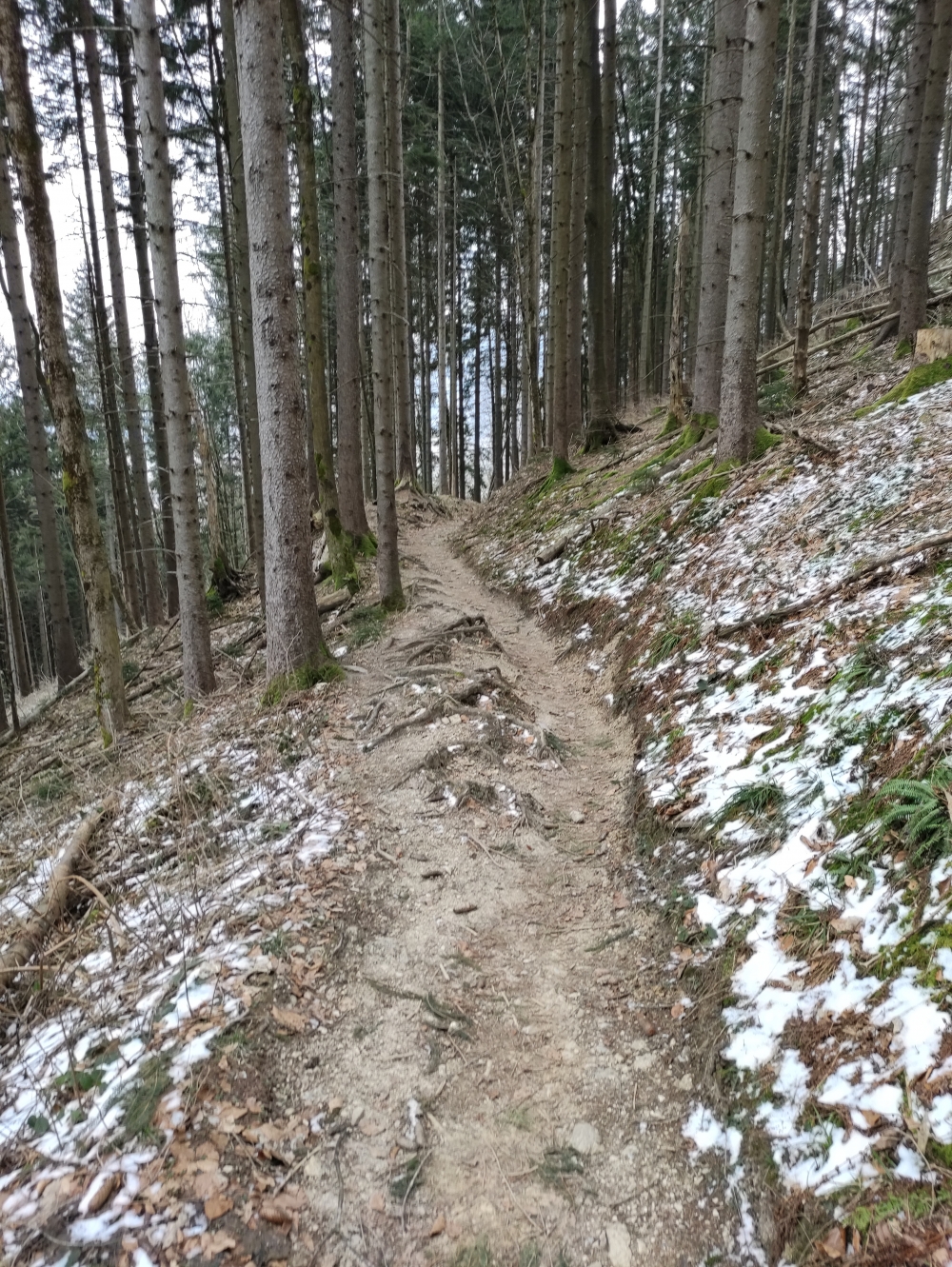 Wanderung Großstaffen: Auf alten Pfaden durch den Wald
