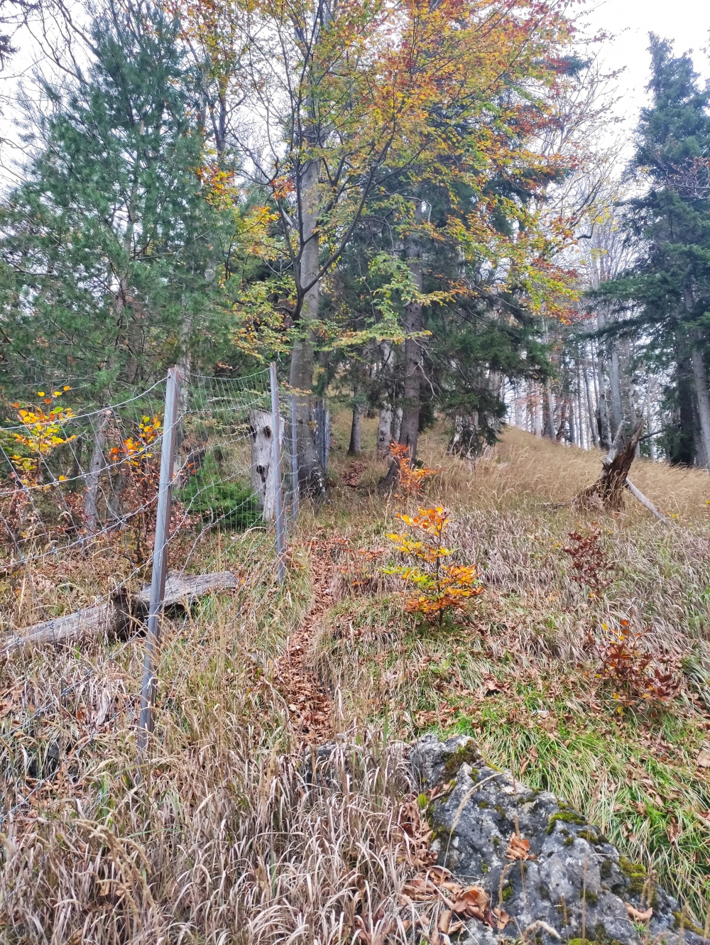 Wanderung Großstaffen: Am Zaun entlang bergauf