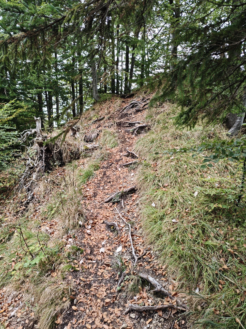 Wanderung Gscheuerwand: Nur die letzten 50m sind ein schmaler Steig