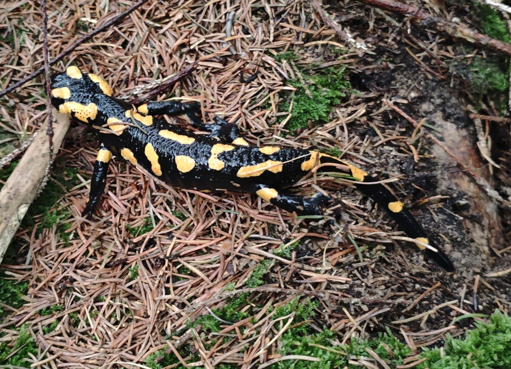 Wanderung Gscheuerwand: Feuersalamander