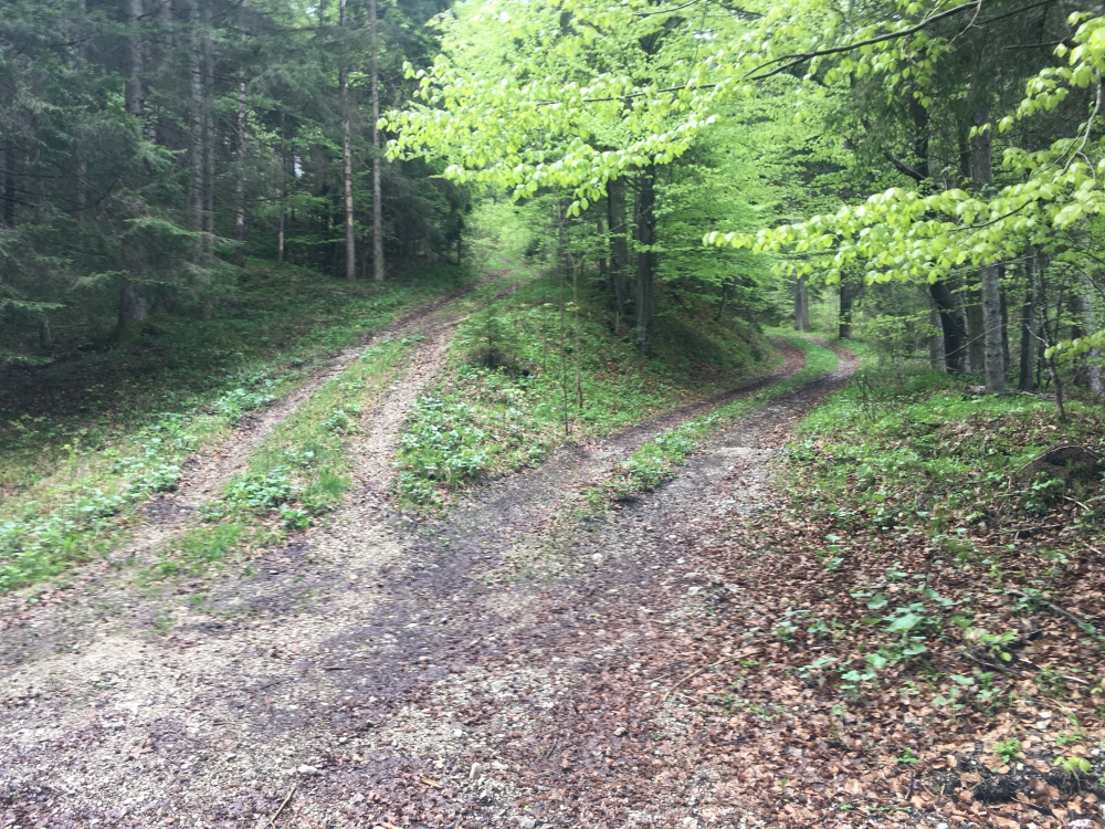 Wanderung Hachelspitz-Höhenweg (Nord): Hier links bergauf