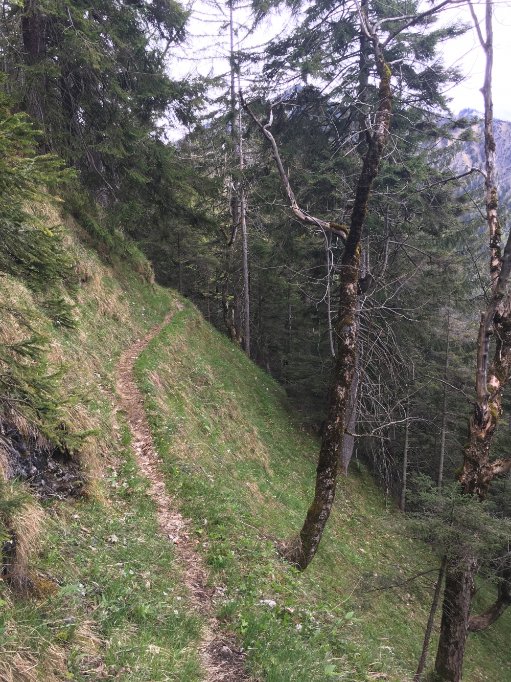 Wanderung Hachelspitz-Höhenweg (Nord): Weglein mit Brecherspitz-Blick (hinter den Bäumen)