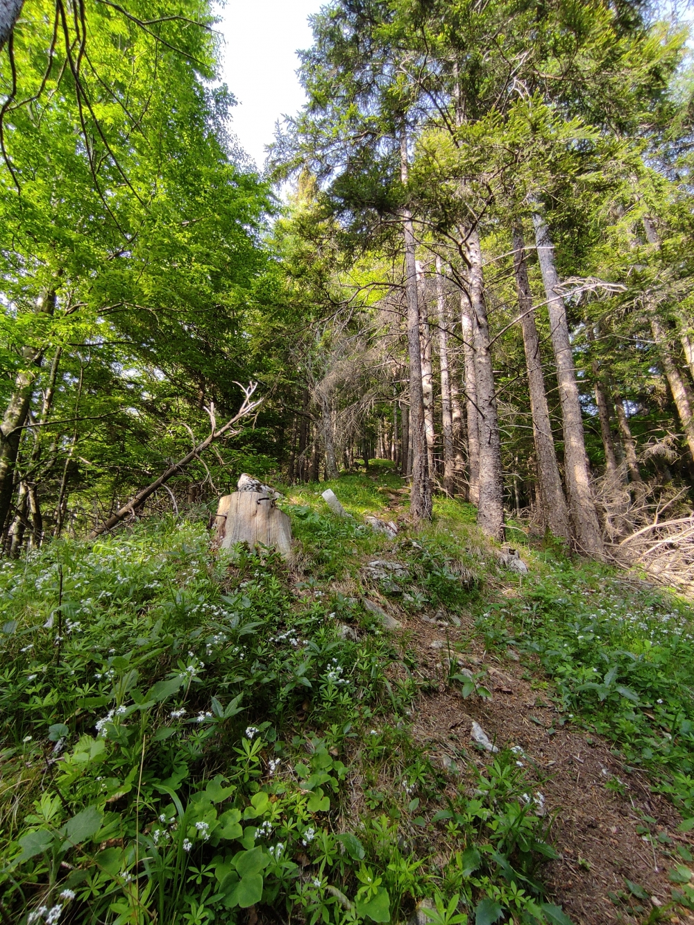 Wanderung Haindorfer Berg: Diretissima