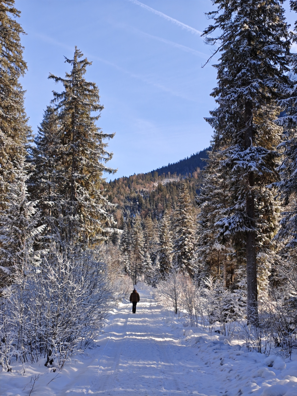 Wanderung Halserspitz: Forststraße
