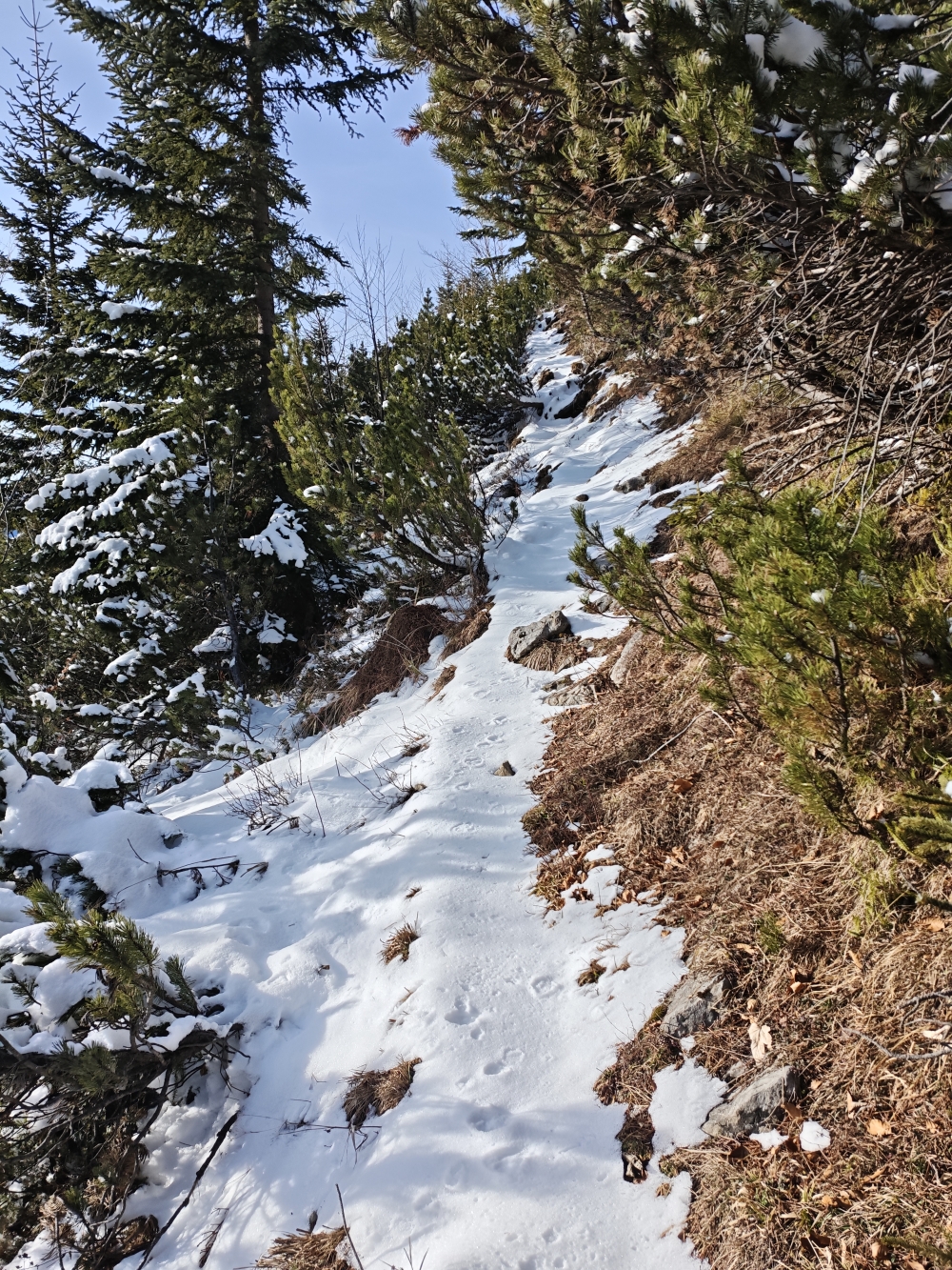 Wanderung Halserspitz: Aufstieg durch die Latschen