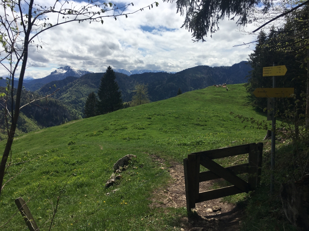 Wanderung Rechenberge & Dampfschiff: Man kann im Aufstieg immerhin ab und zu der Forststraße ausweichen
