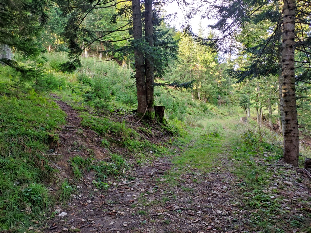 Wanderung Hennenkopf: Im Aufstieg hier links auf den Steig