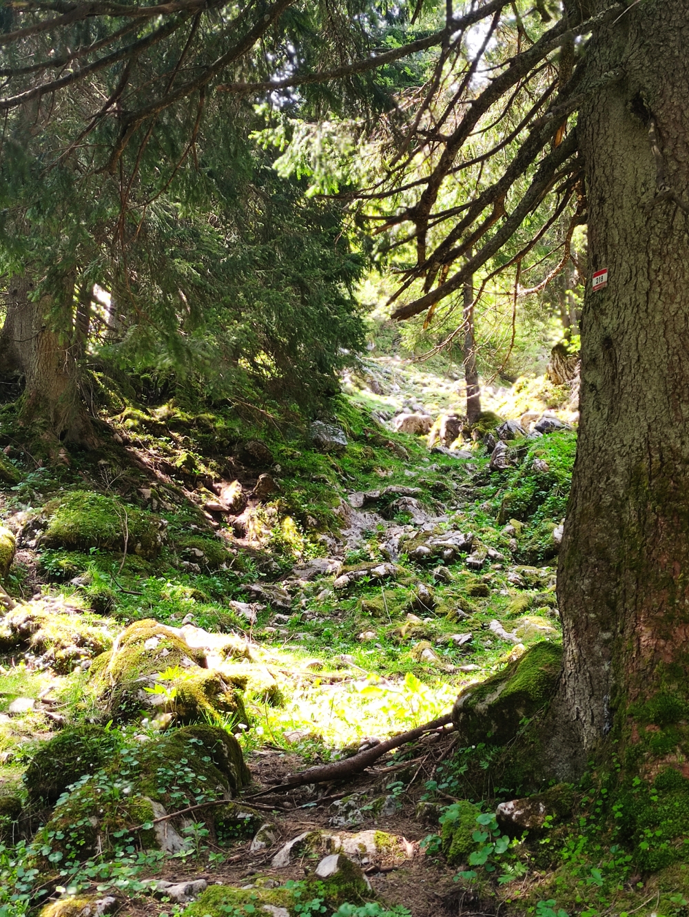 Wanderung Heuraffelkopf: Der einsame, verblockte Weg zur Aberg Alm