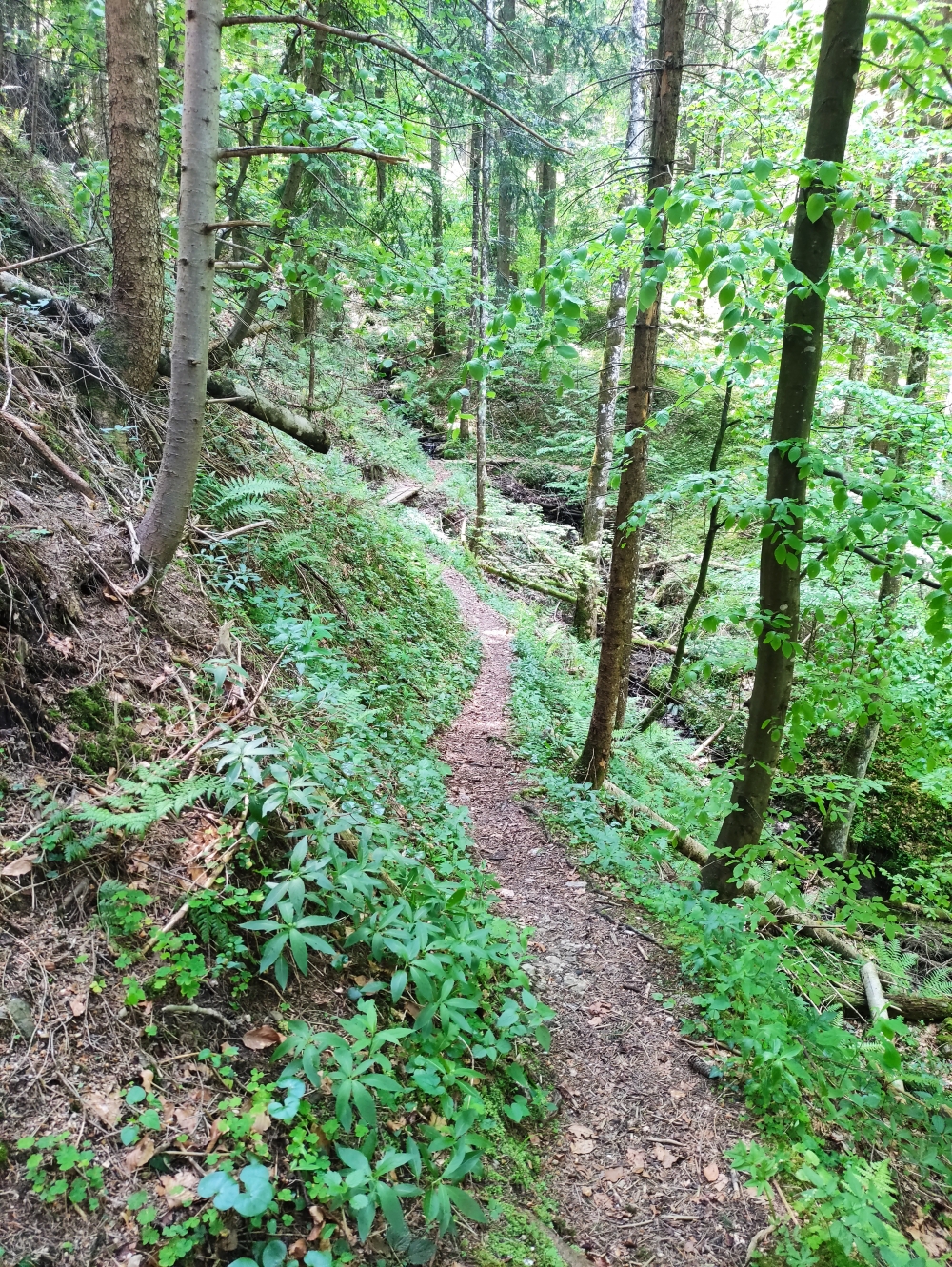 Wanderung Heuraffelkopf: Schöner Steig