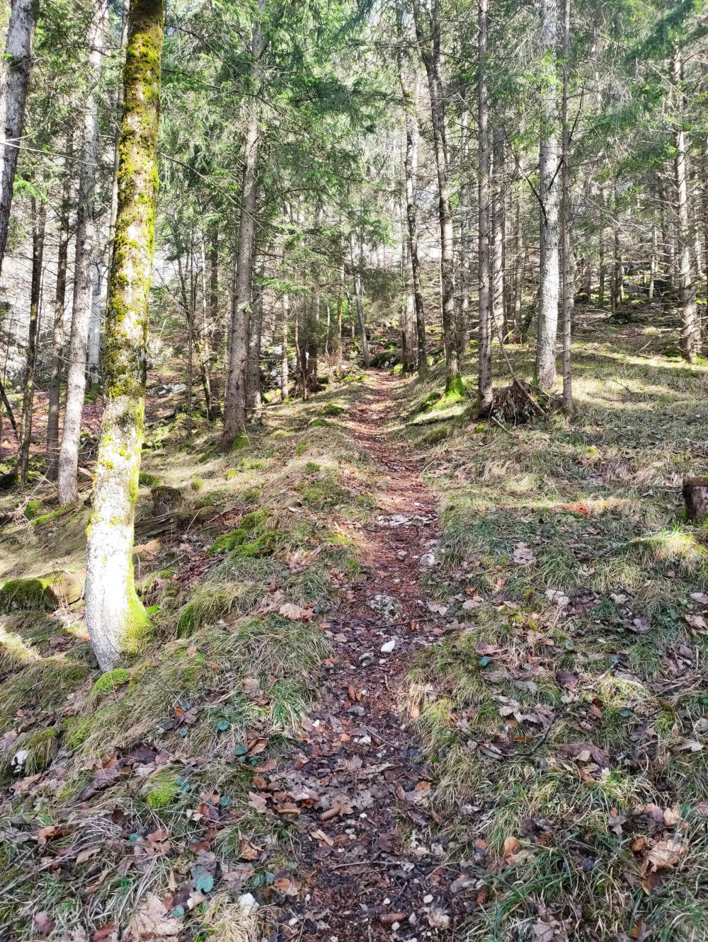 Wanderung Hirschangerkopf: Der Steig ist nicht markiert aber leicht zu finden und zu gehen 