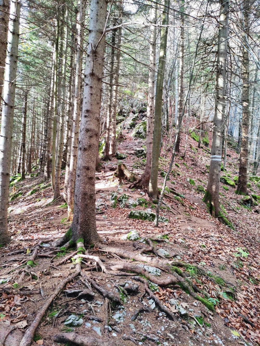 Wanderung Hirschgröhrkopf: Steig im letzten Abschnitt