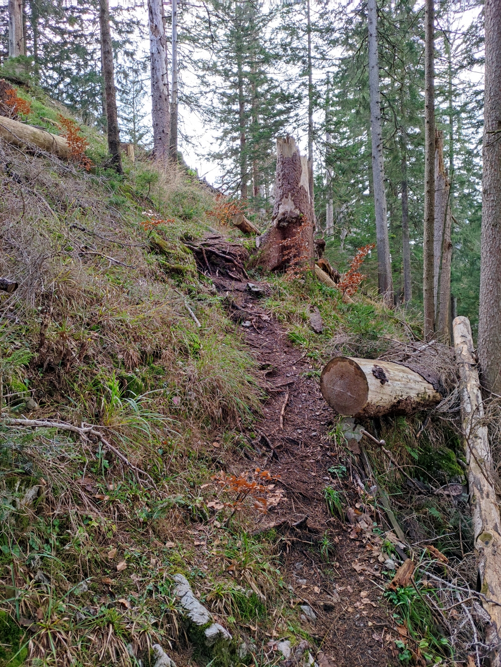 Wanderung Hirschgröhrkopf: Abstieg vom Auracher Köpferl nach Norden