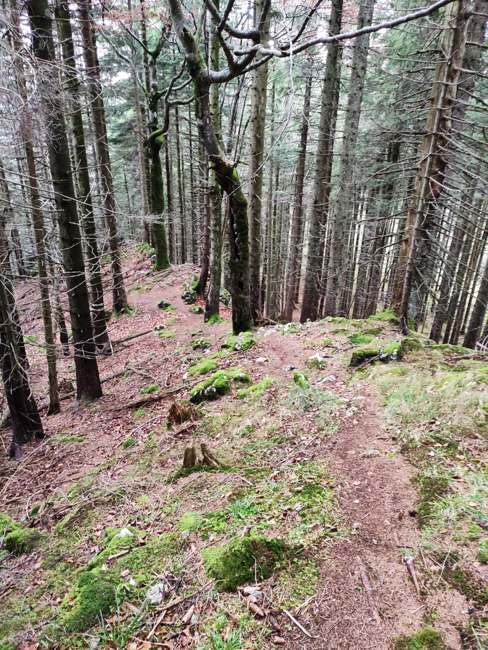 Wanderung Hirschgröhrkopf: Aufstieg zum Hirschgröhrkopf
