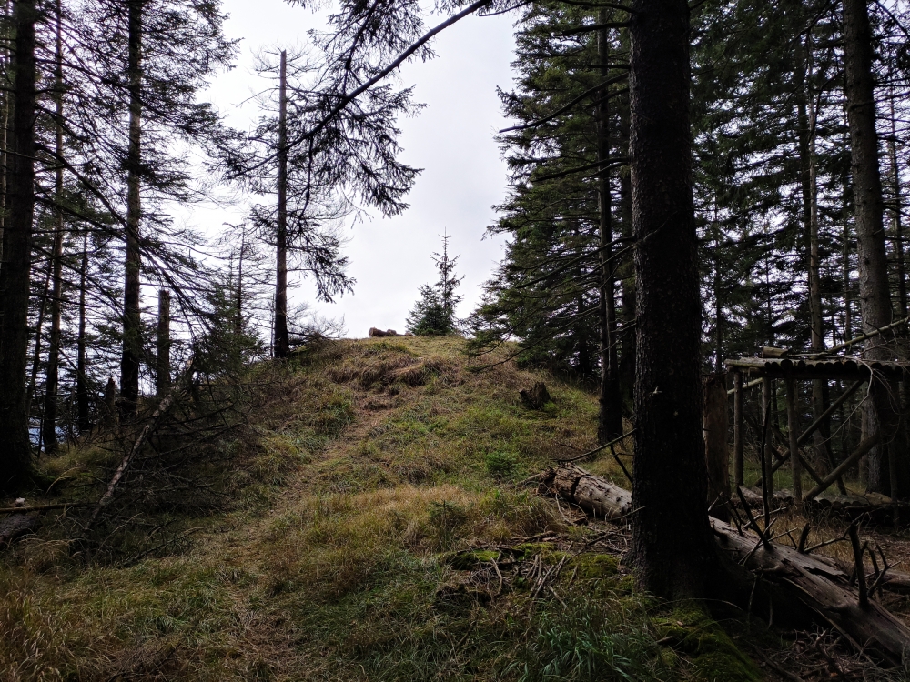 Wanderung Hirschgröhrkopf: Zum Aussichtspunkt