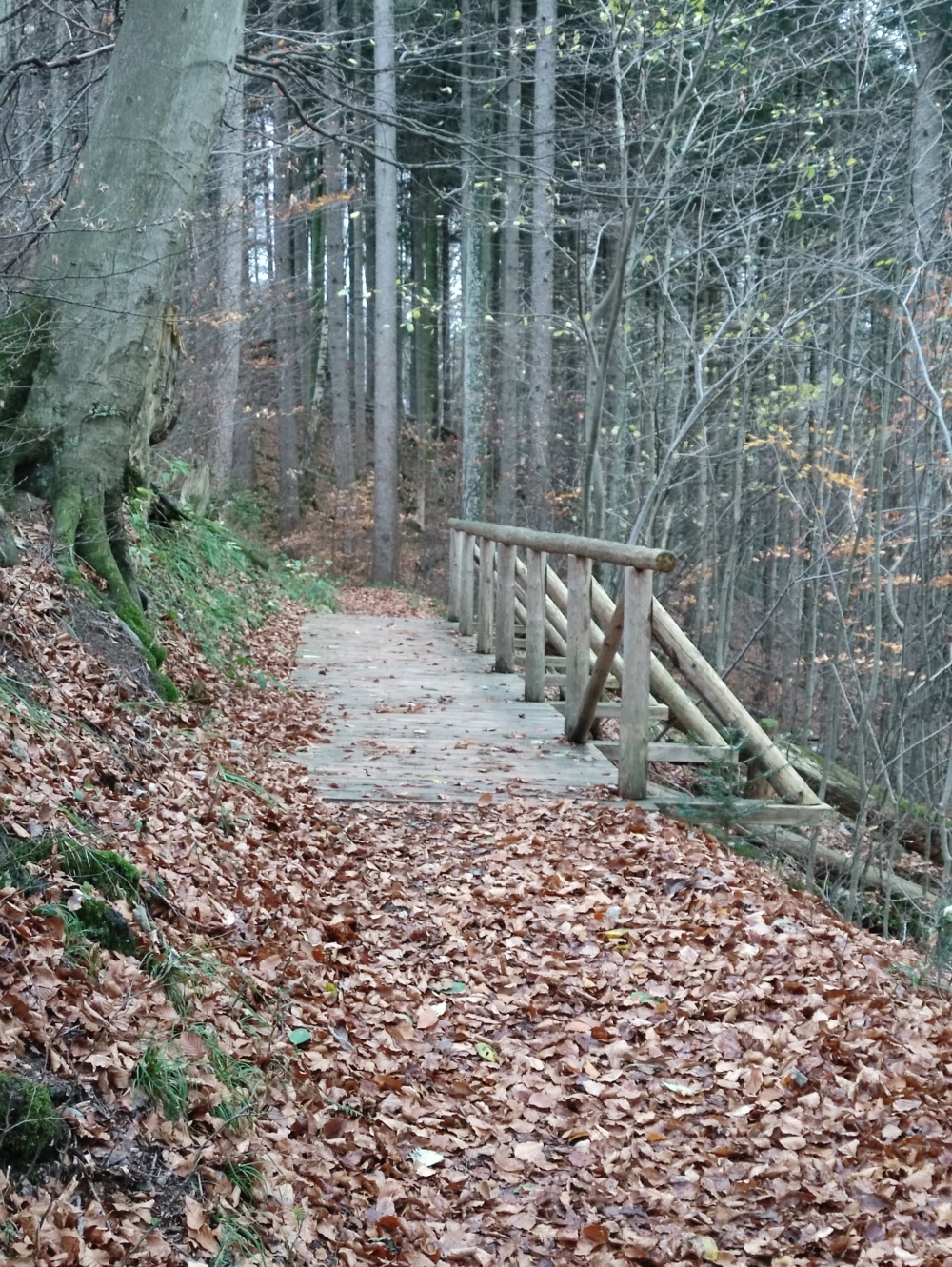 Wanderung Hirschgröhrkopf: Zur Ruine