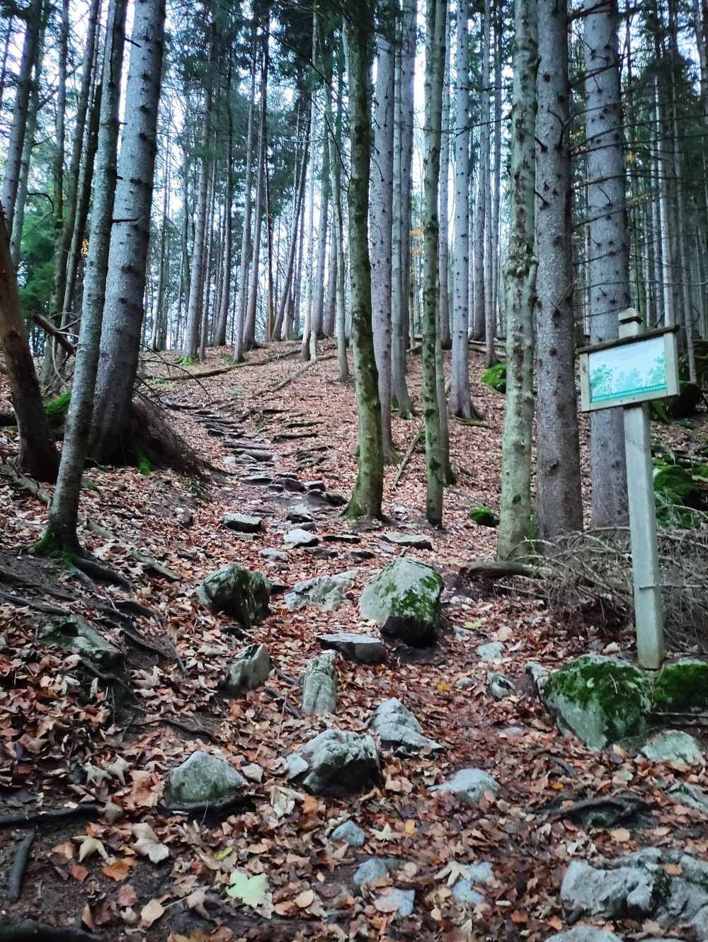 Wanderung Hirschgröhrkopf: Steig