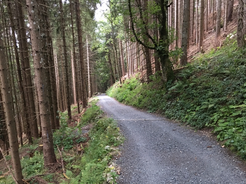 Rodeln Agersgschwendt-Alm: Rodeln Agersgschwendt-Alm: Forststraßen-Hatsch