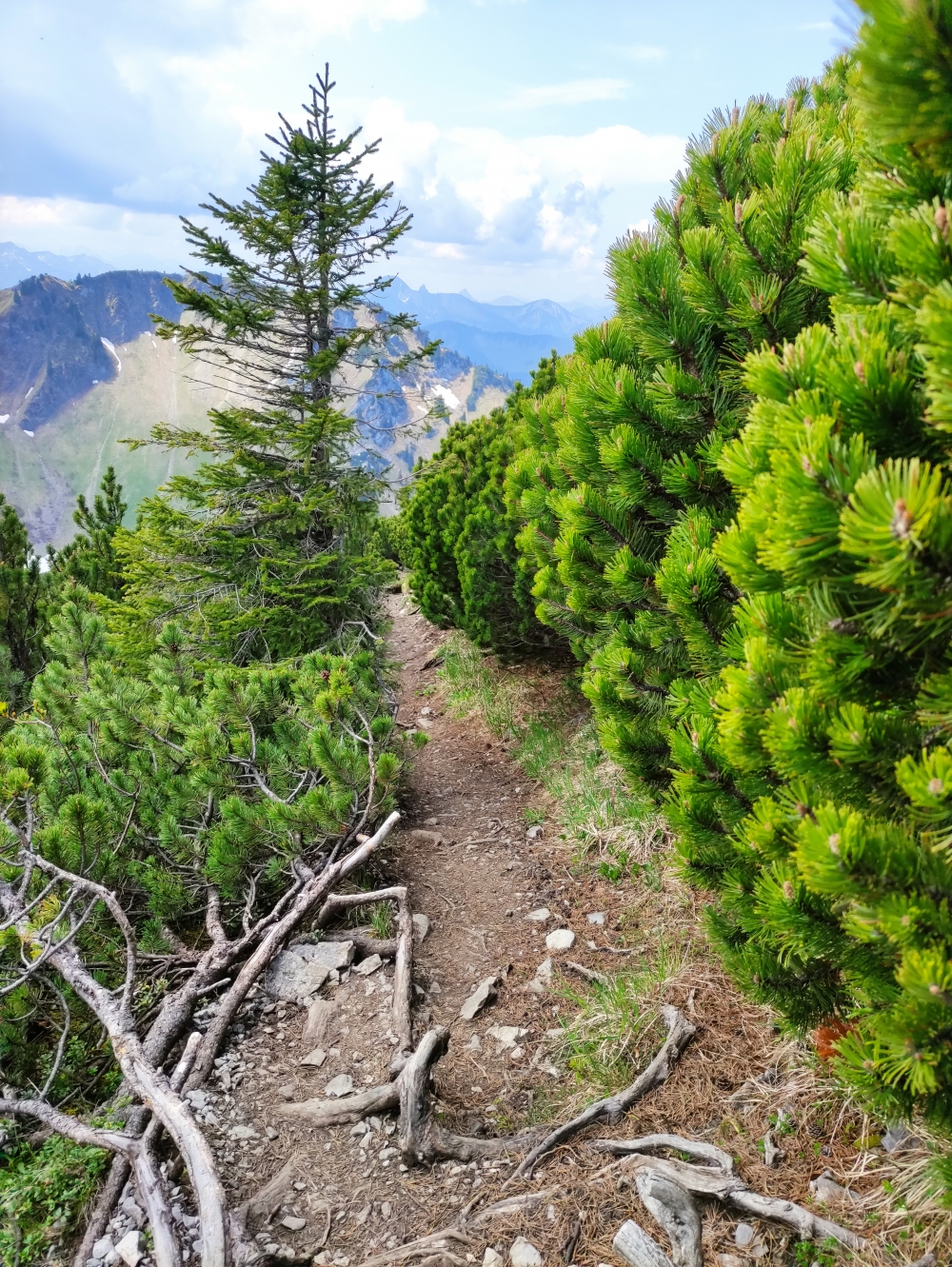 Wanderung Hochmiesing: Latschengasse