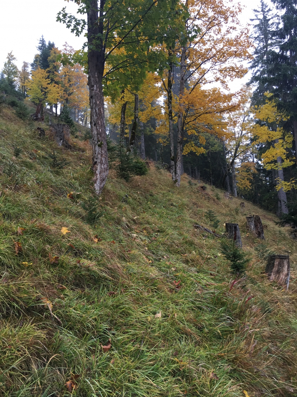 Wanderung Hochplatte über Weitalpspitz: Sehr schwer im hohen Gras zu finden 