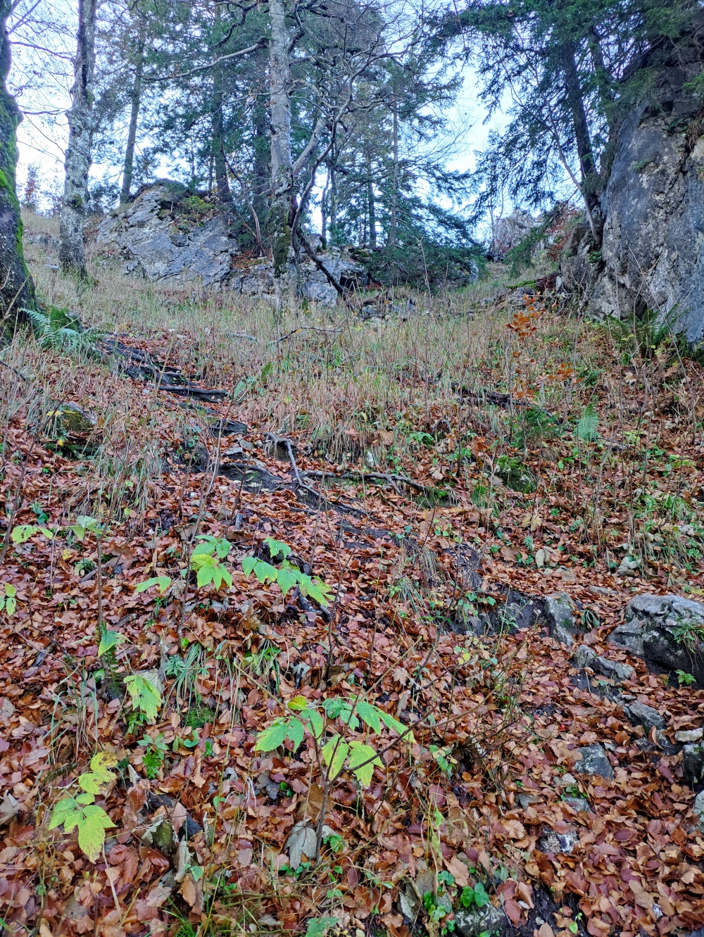 Wanderung Hochplatte und Friedenrath: Ungemütlicher Abstieg vor allem mit Herbstlaub