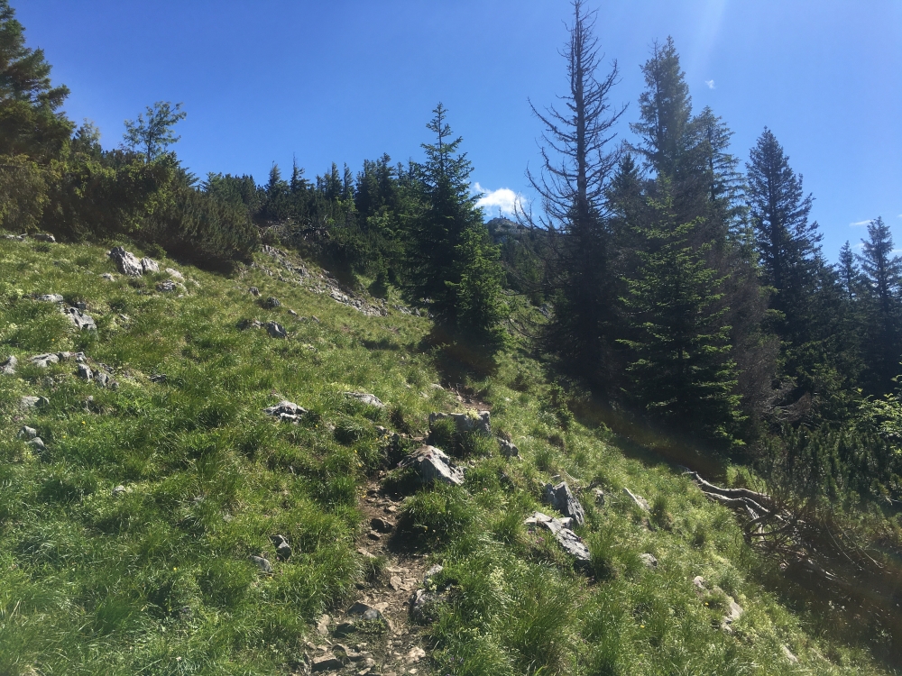 Wanderung Hochsalwand: Weg von der Reindleralm zur Hochsalwand