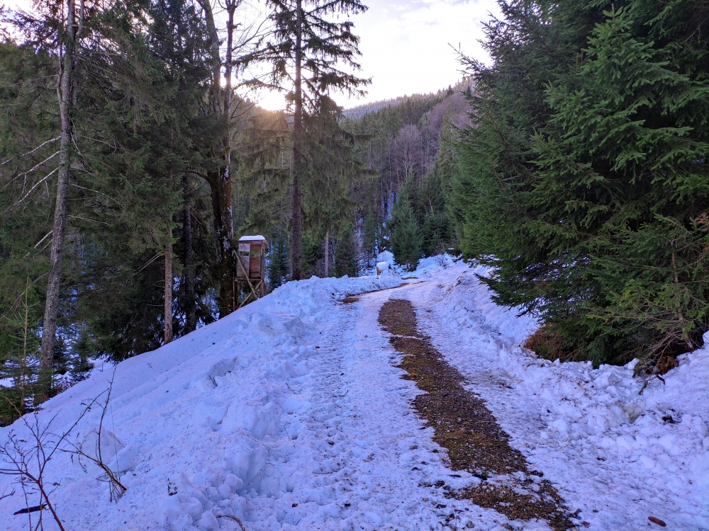 Wanderung Hochschergen: Forststraße im unteren Teil