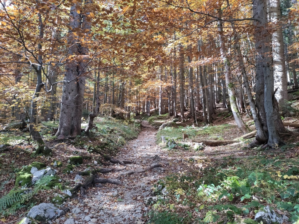 Wanderung Hörndlwand Ostgipfel: Leichter Anstieg zur Hördnlalm direkt im Sattel