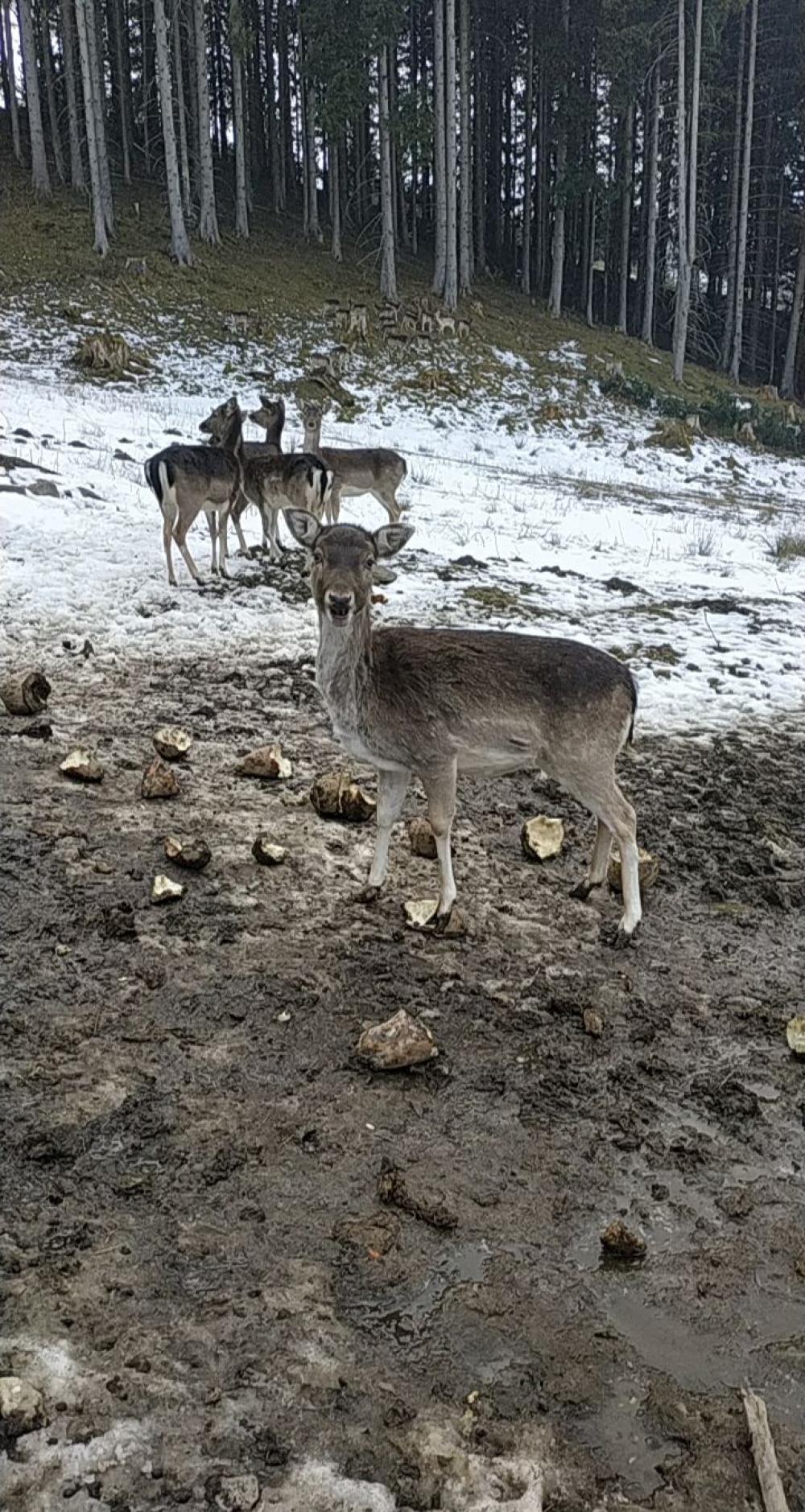 Wanderung Hörnlehütte: Wildgatter bei der Hubertuskapelle