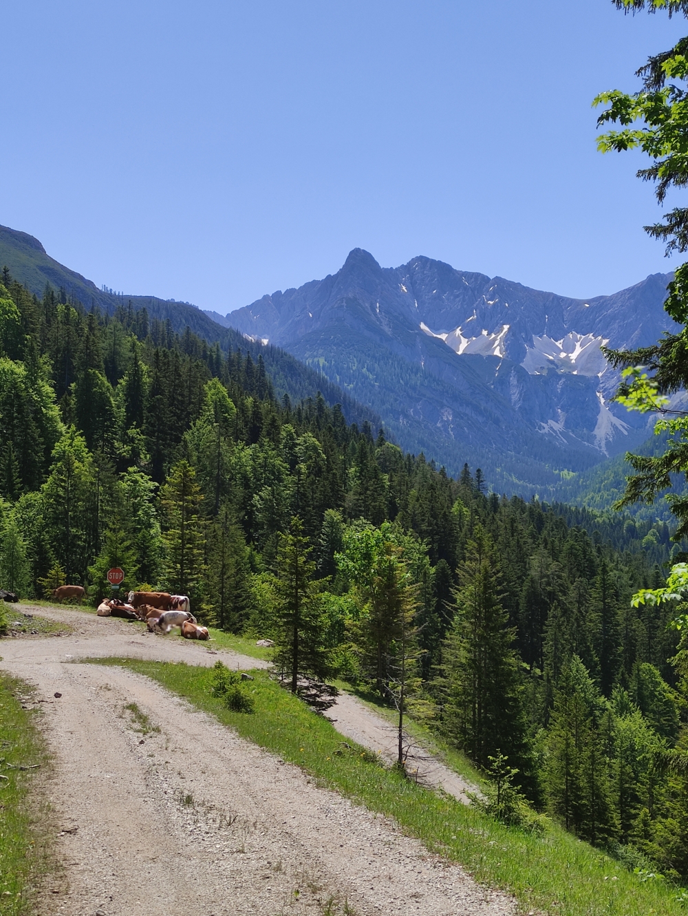 Wanderung Hoher Gleirsch: Zur Blutsgraben geht es unten über eine Forststraße 