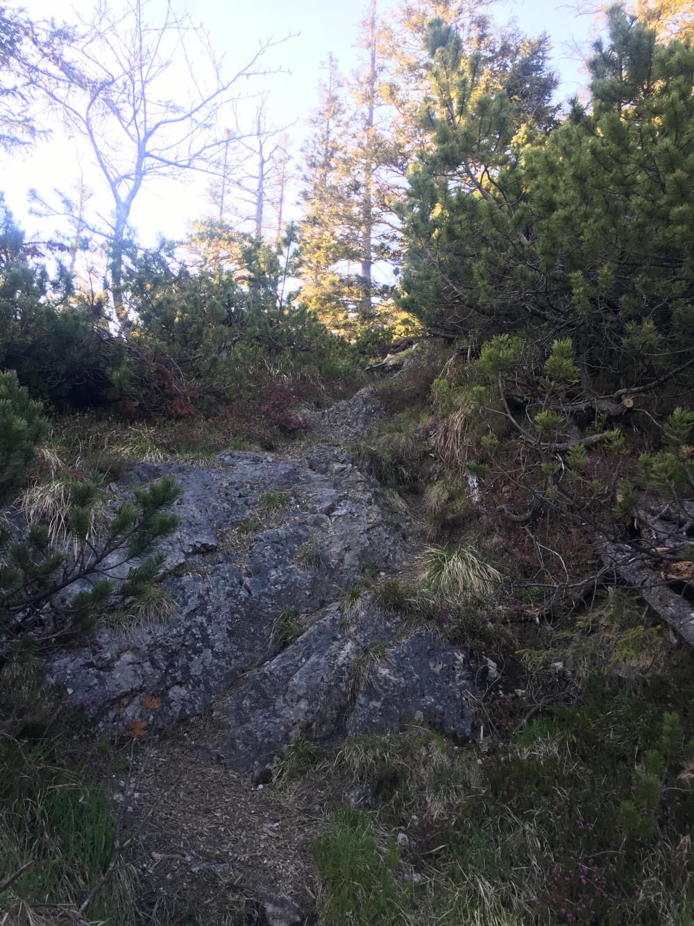 Wanderung Hoher Ziegspitz: Stetig bergauf aber leicht zu gehen