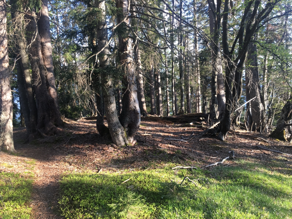 Wanderung Hoher Ziegspitz: Wanderung Hoher Ziegspitz: Fast bemerkt man das Köpfel gar nicht (Jakelberger Köpfel)