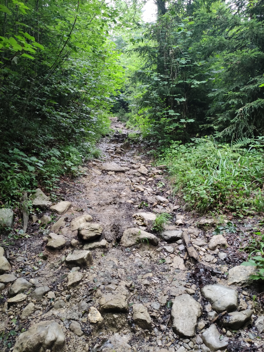 Wanderung Hirschhörnlkopf & Jochberg: Zickzack durch den Bergwald