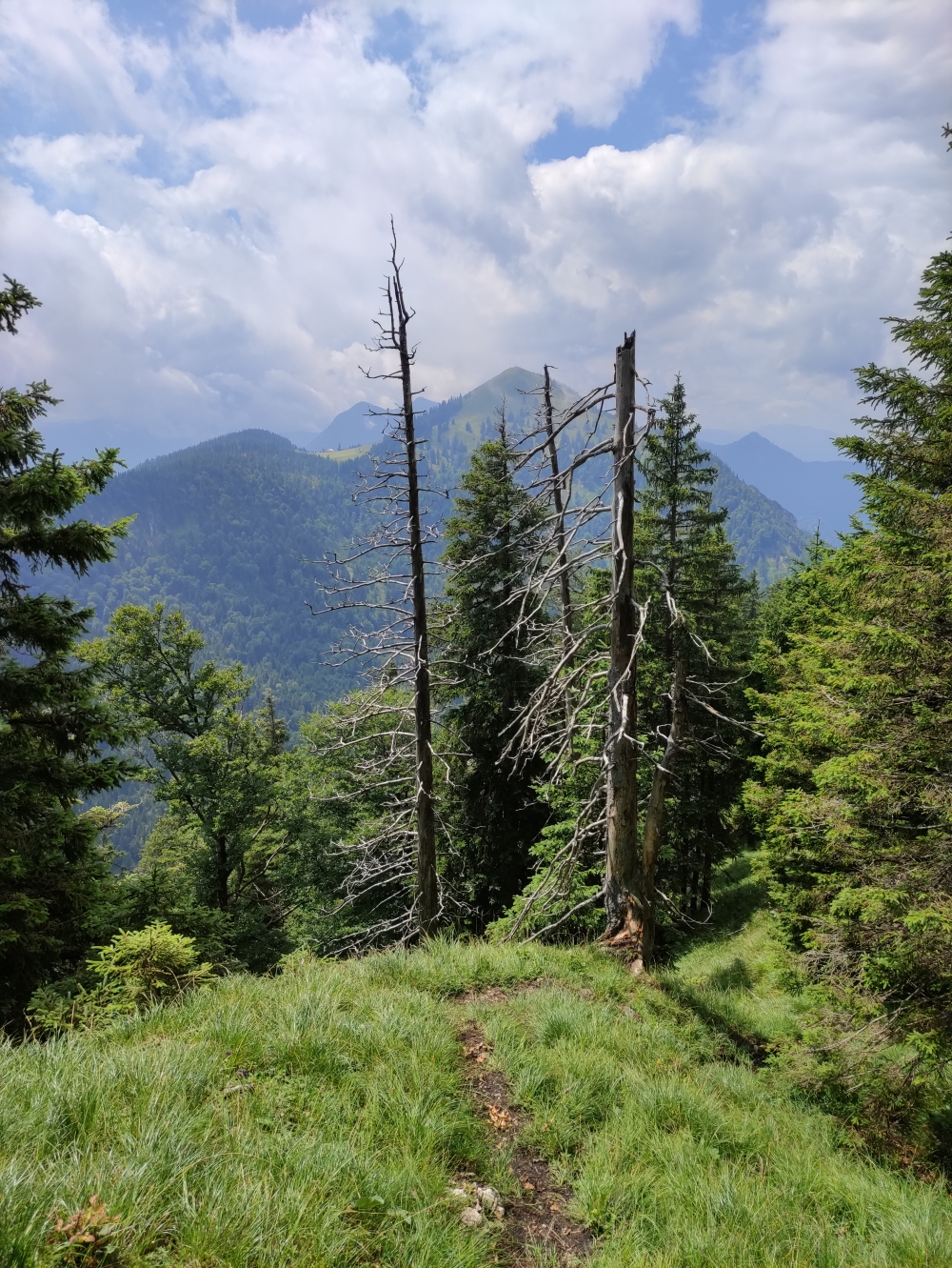 Wanderung Hirschhörnlkopf & Jochberg: Grasiger Steig mit Ausblick auf Jochberg und Jocheralm
