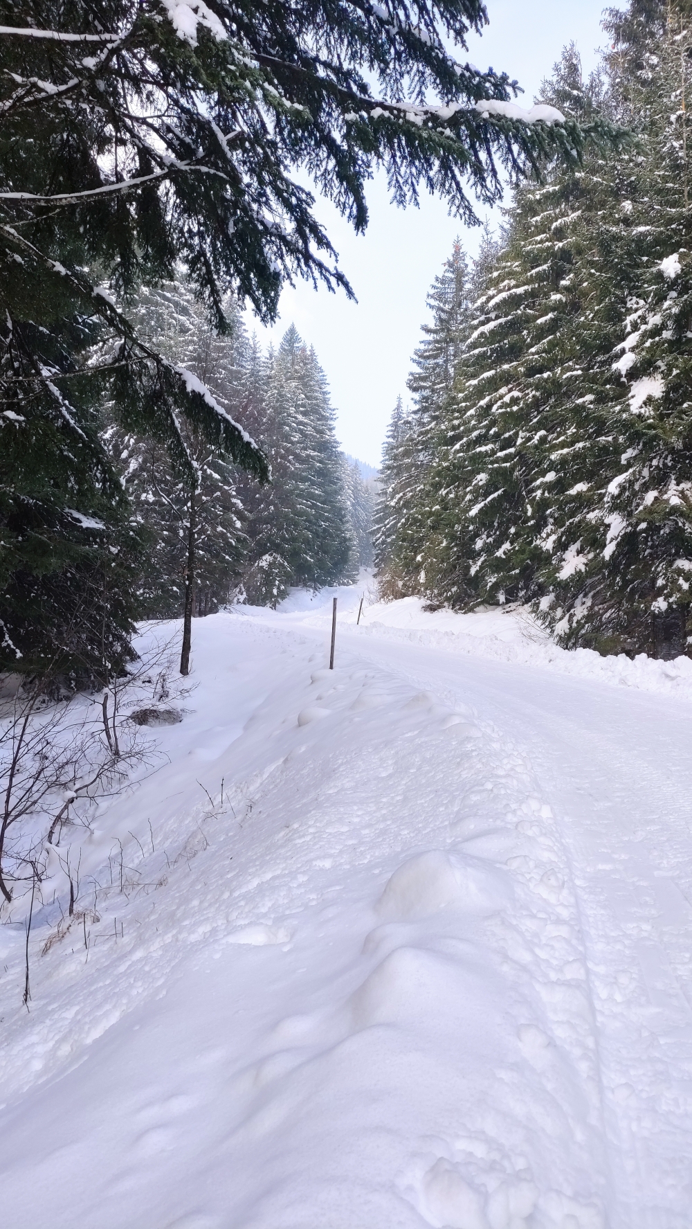 Rodeln Kappeler Alp: Rodelbahn