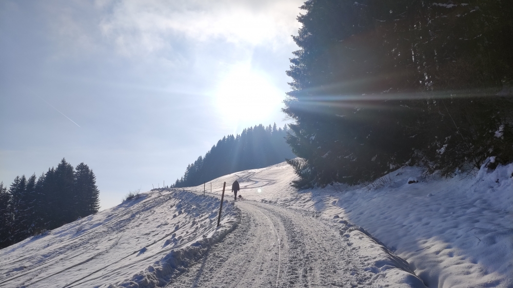 Rodeln Kappeler Alp: Rodelbahn