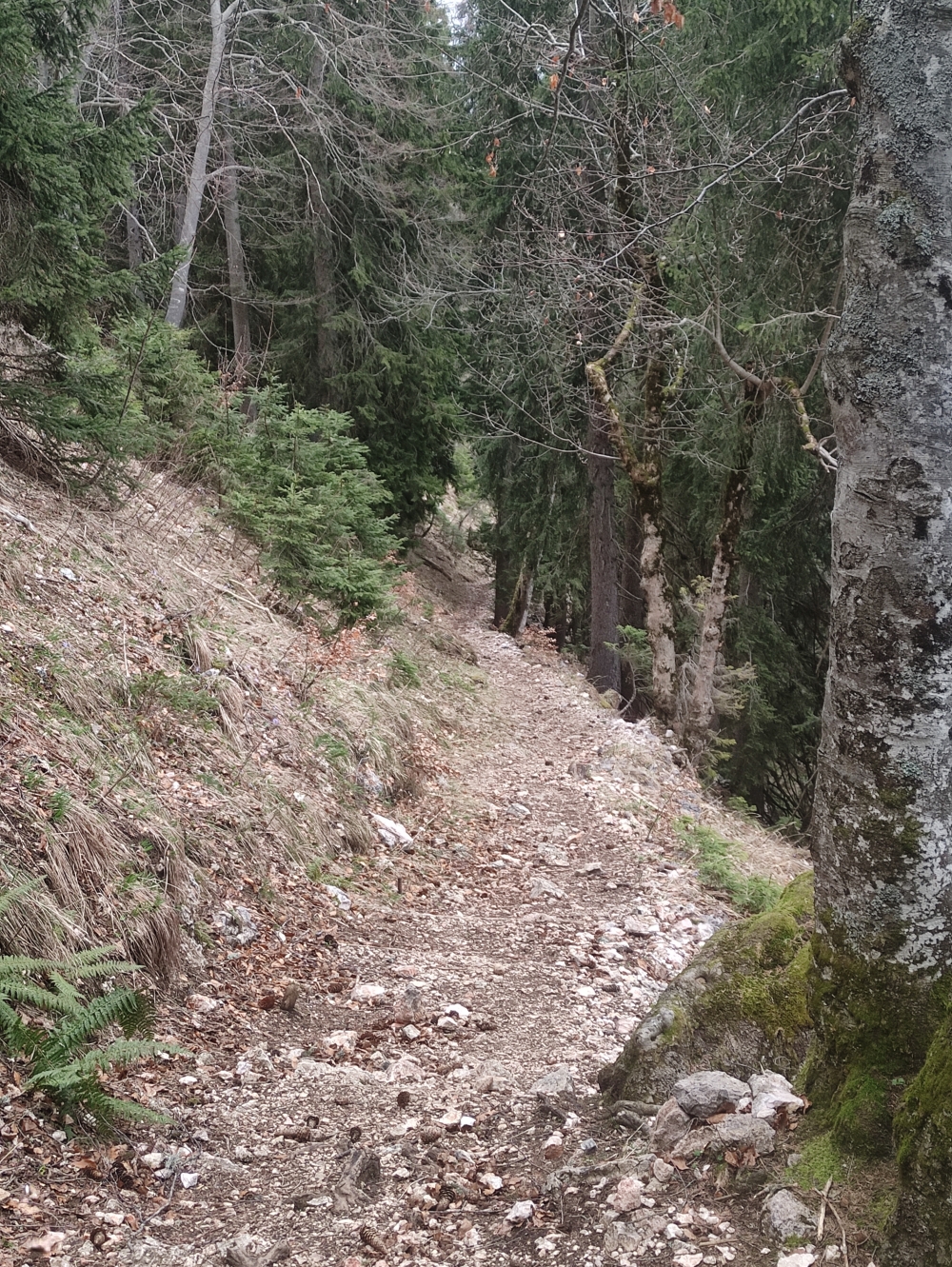 Wanderung Karspitz: Abstieg zur Mordaualm