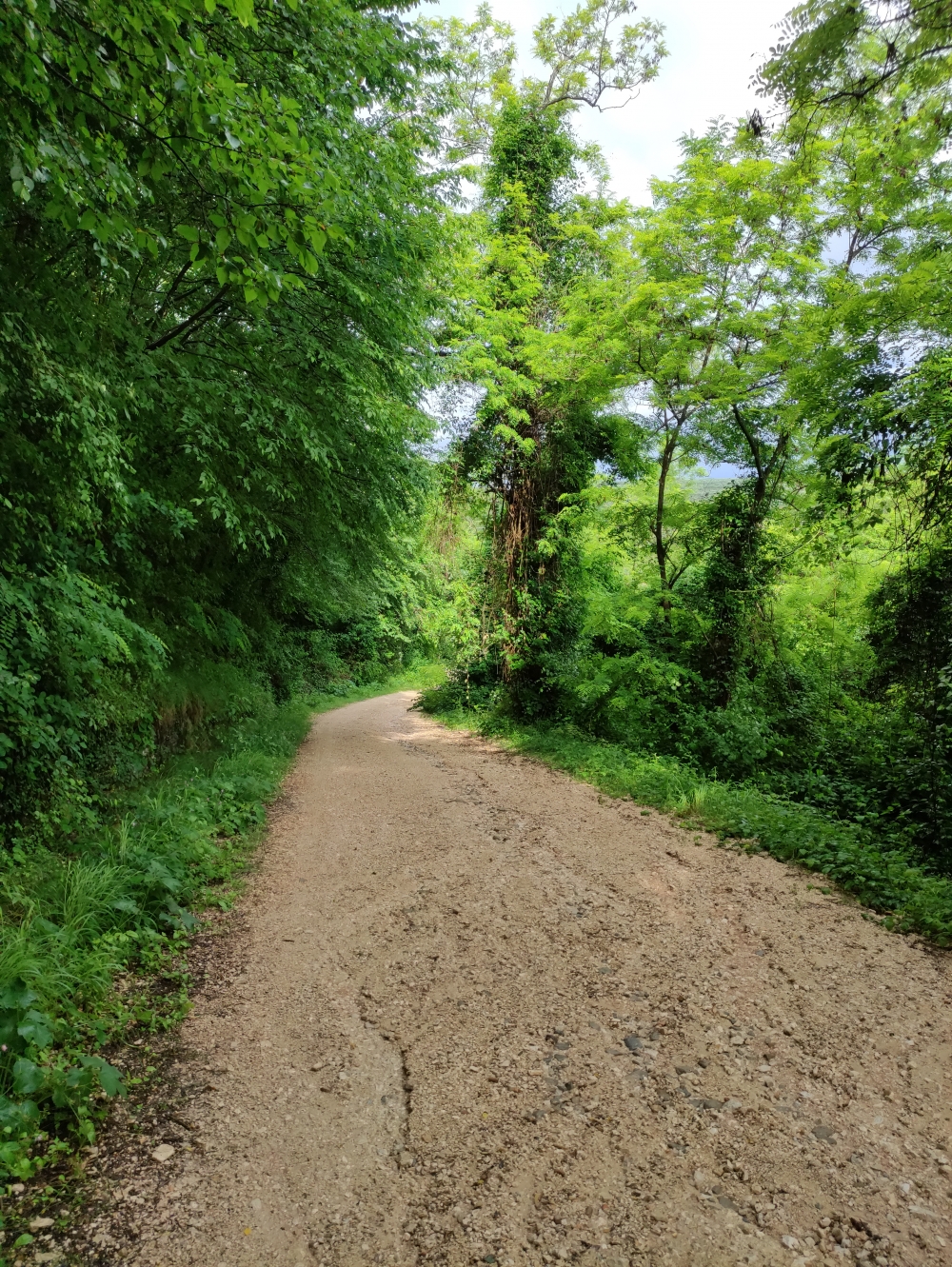 Wanderung Kastell von Momjan: Breite Schotterstraße nach Momjan