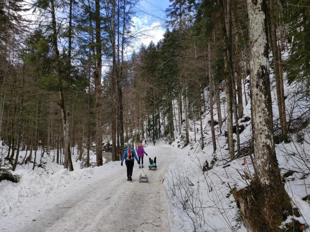 Wanderung Hennenkopf: Rodelstrecke