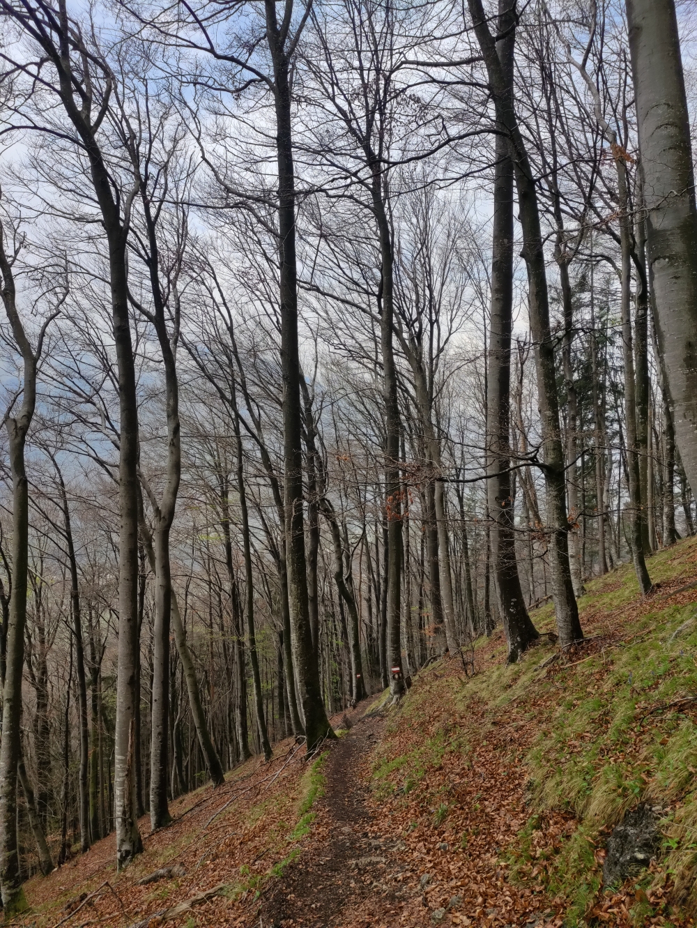 Wanderung Kranzhorn: Teil über den Kranzhornsteig 
