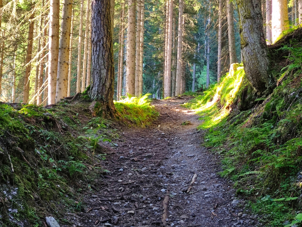 Wanderung Lackenkogel: Weg