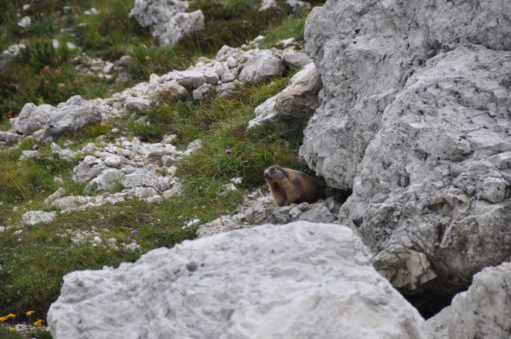 Klettersteig Lagazuoi: Das Reich der Murmeltiere